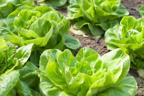 how_to_grow_salad_leaves